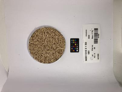 SEED